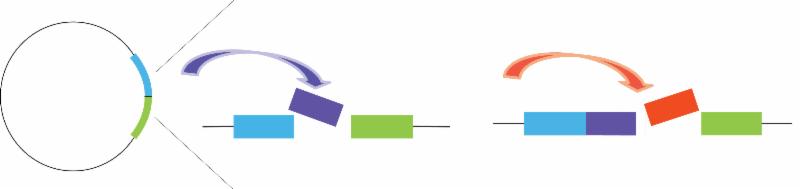 Synthetic Biology Assembly Standards Guide